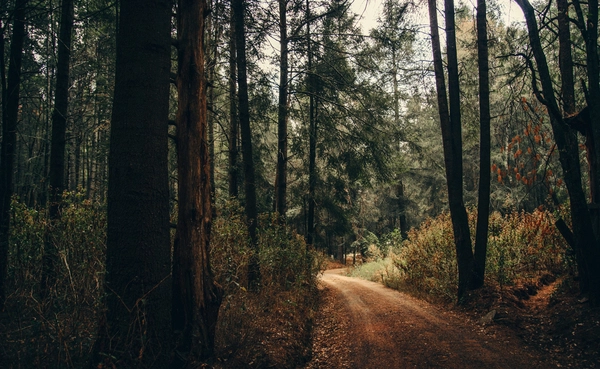 Camino de acceso al santuario de las luciérnagas Piedra Canteada