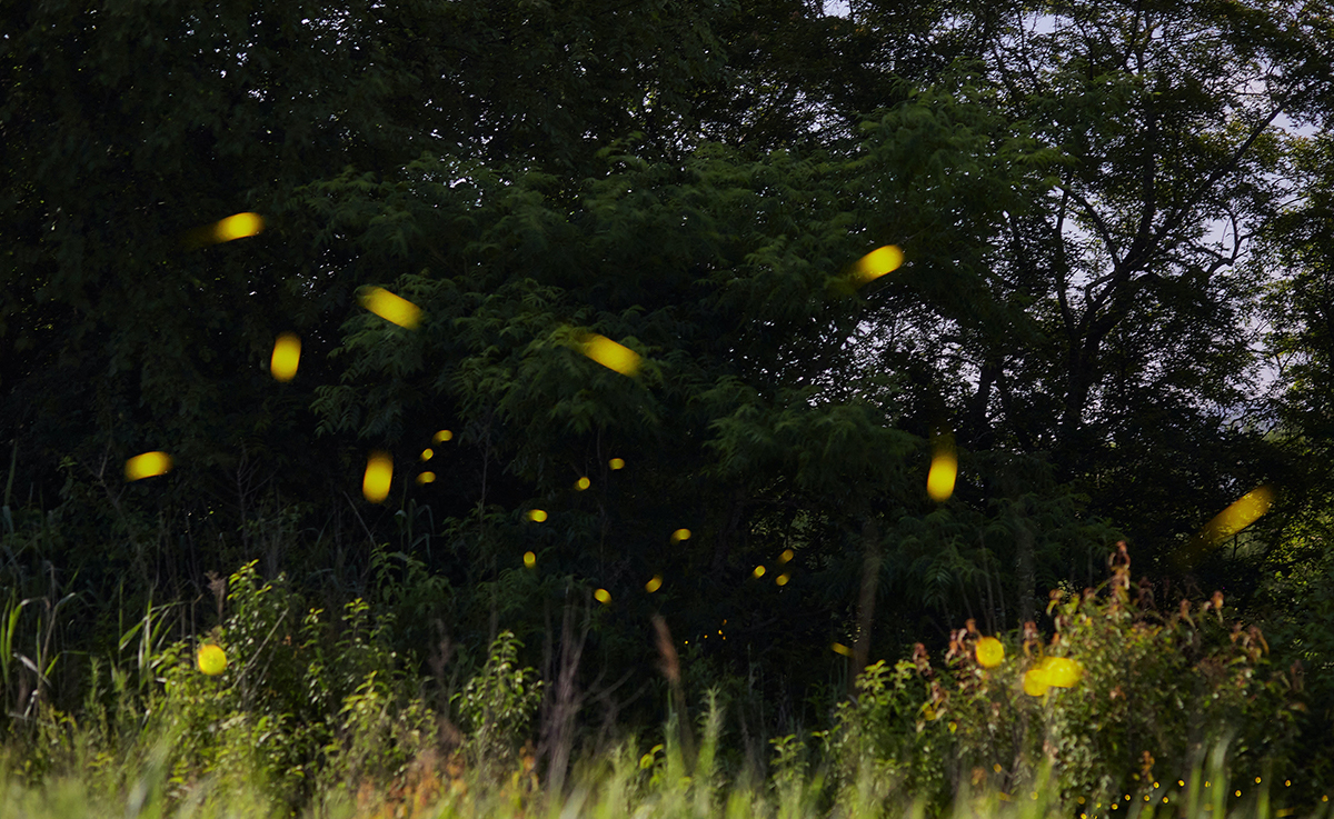 Temporada de luciérnagas 2024 Nanacamilpa Tlaxcala