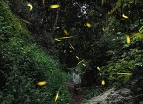 observacion-luciernagas-nanacamilpa-tlaxcala